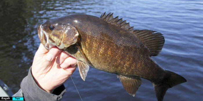 how to hold a bass fish