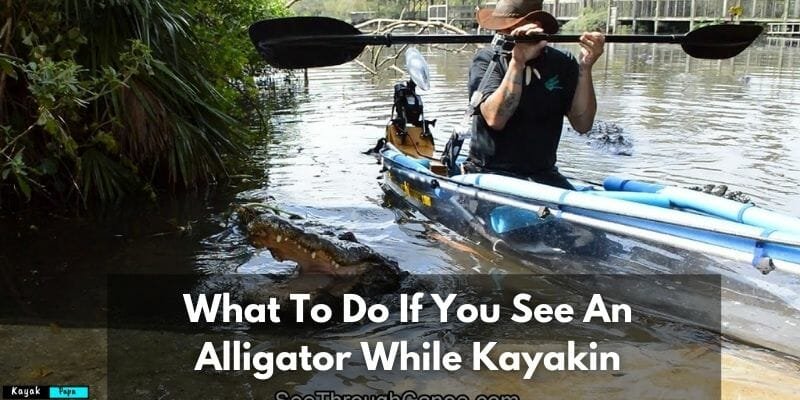 What To Do If You See An Alligator While Kayakin